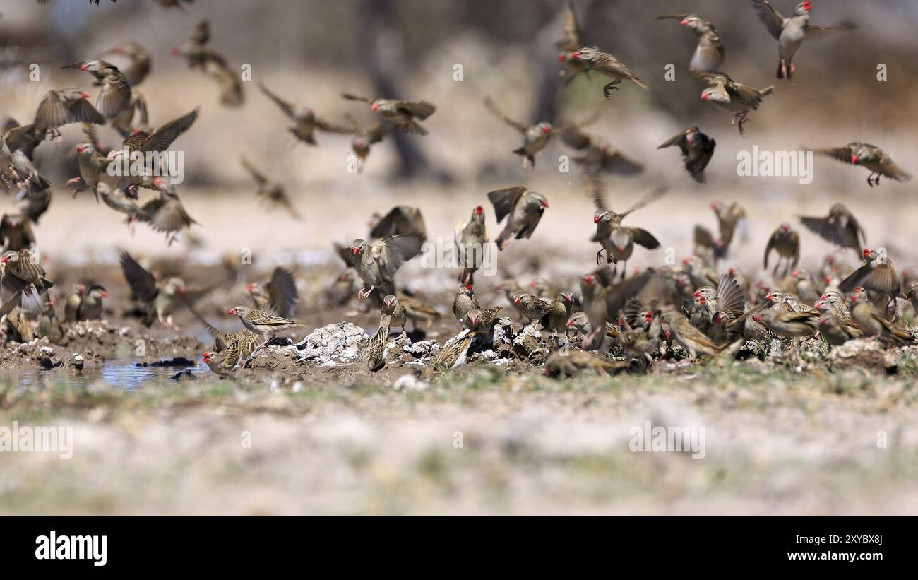 Oiseaux tisserands à bec de sang buvant au point d'eau Banque D'Images