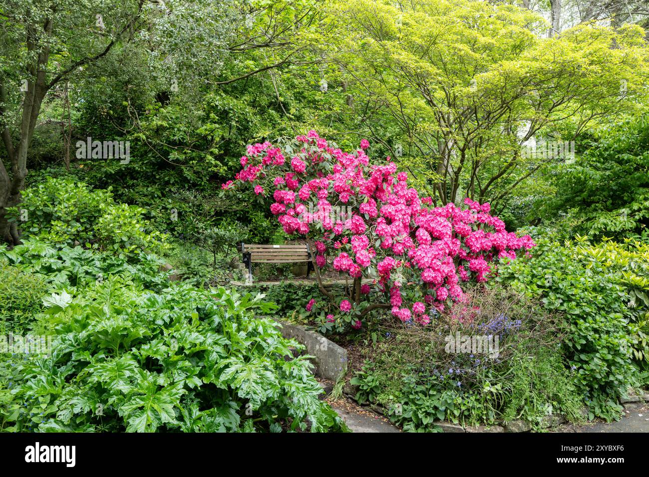 La couleur vibrante couleur des fleurs d'un arbuste d'hortensia se démarquant de la végétation dense d'un arbuste dans l'historique primé Banque D'Images La couleur vibrante couleur des fleurs d'un arbuste d'hortensia se démarquant de la végétation dense d'un arbuste dans l'historique primé Banque D'Images