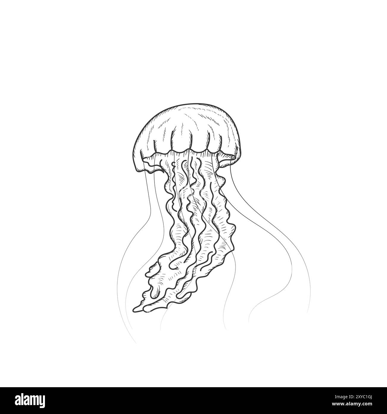 Esquisse isolée dessinée à la main de natation Ocean Jellyfish illustration Vector Illustration de Vecteur