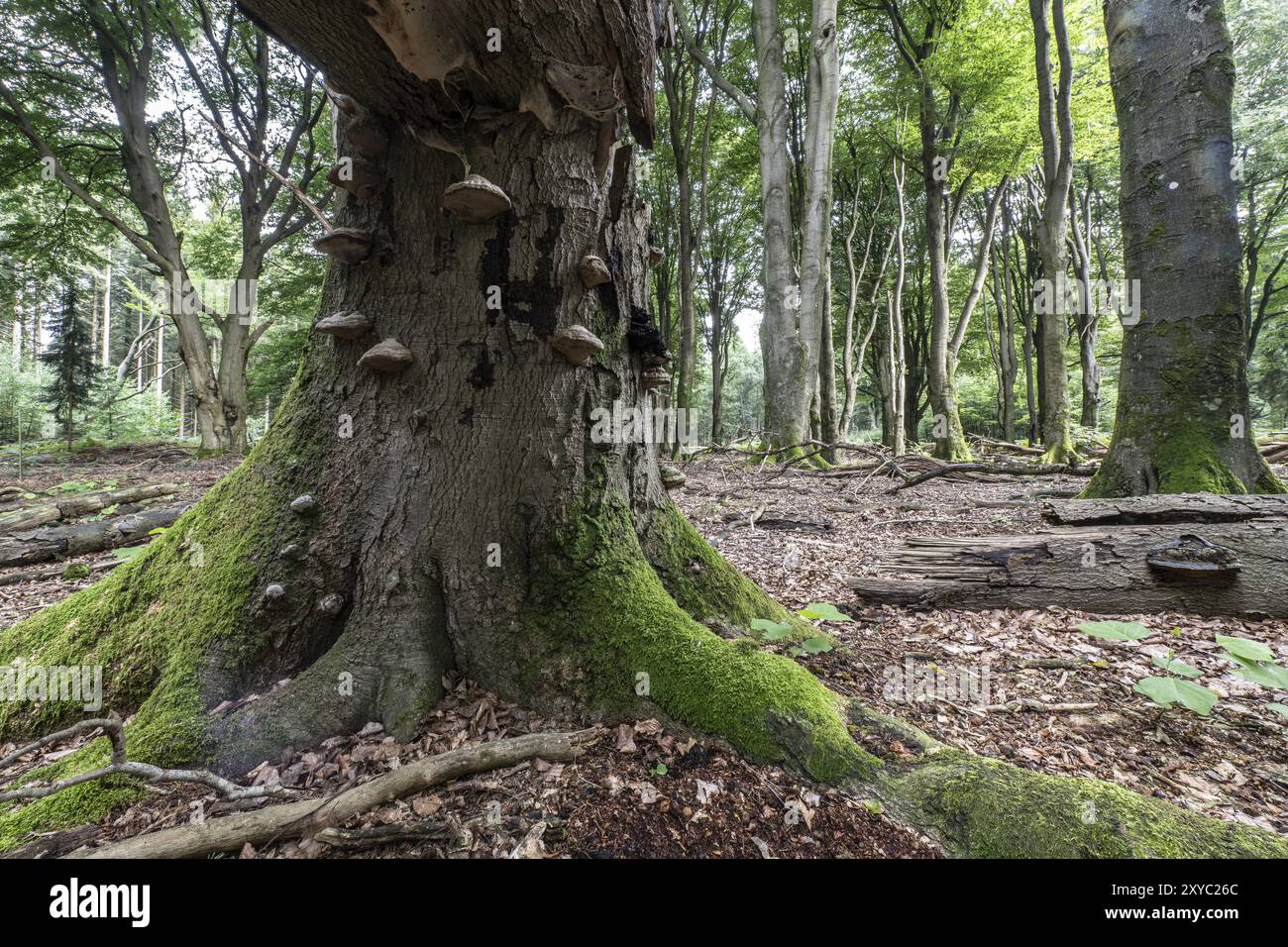 Champignon Tinder (Fomes fomentarius) sur hêtre cuivré courbé (Fagus sylvatica), Emsland, basse-Saxe, Allemagne, Europe Banque D'Images