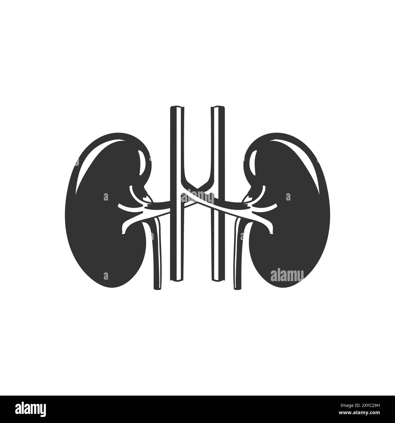 Coupe transversale isolée vintage du rein humain pour l'éducation médicale des organes internes. Illustration vectorielle Illustration de Vecteur