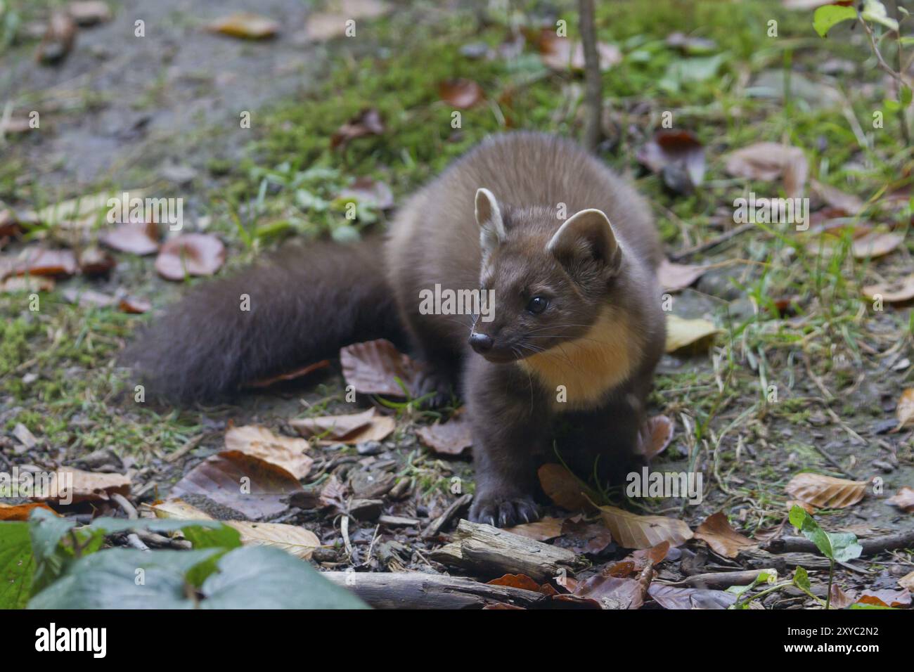 Martre de pin, martes martes, martre de pin européenne Banque D'Images