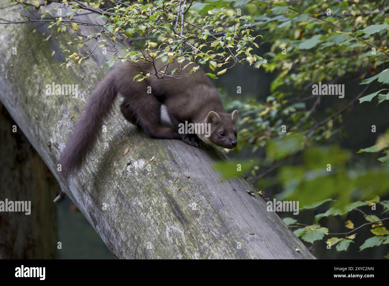 Martre de pin, martes martes, martre de pin européenne Banque D'Images