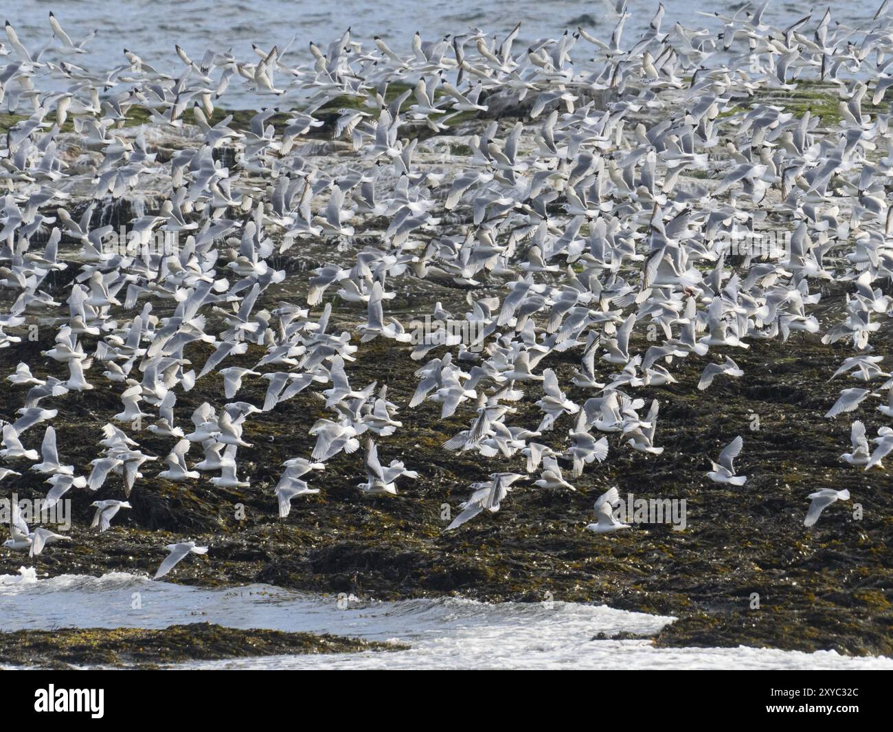Kittiwake à pattes noires (Rissa tridactyla), troupeau volant au large des roches côtières de l’océan Arctique, à côté de la colonie de reproduction, mai, fjord de Varanger, Norvège, E Banque D'Images