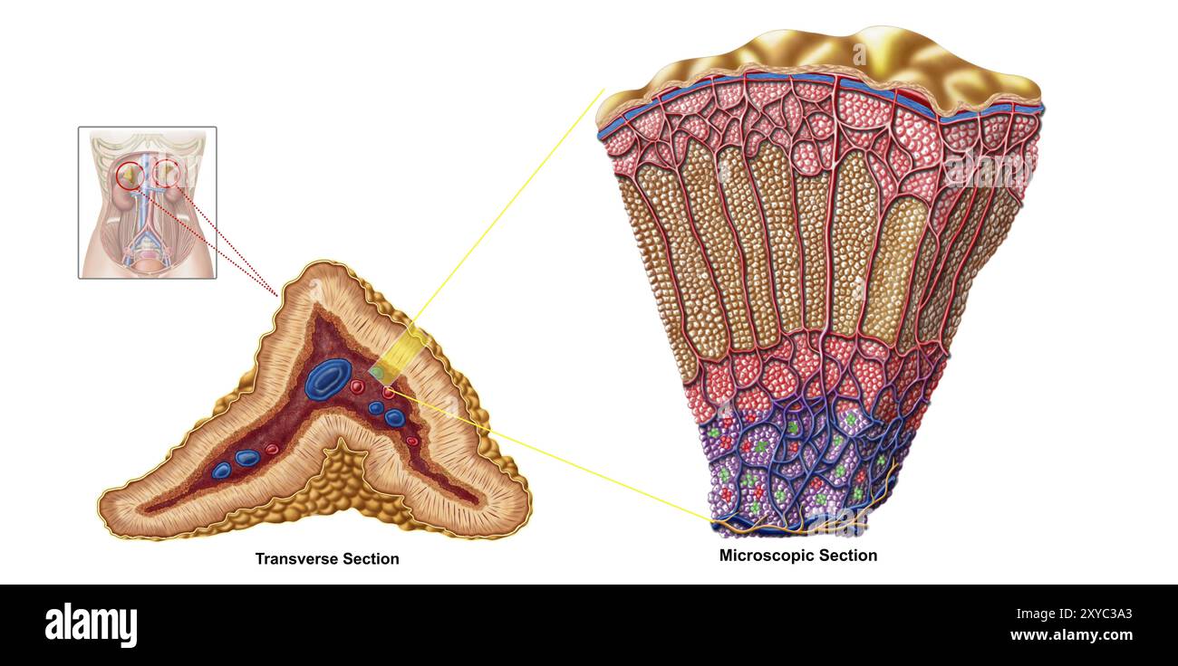 Anatomie de la surrénale, section transversale Banque D'Images