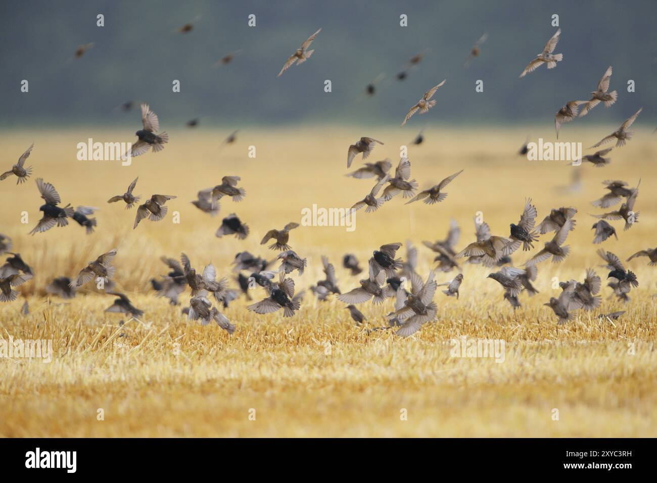 Étourneaux, volants en troupeaux, Sturnus vulgaris, étourneaux européens, passereaux Banque D'Images