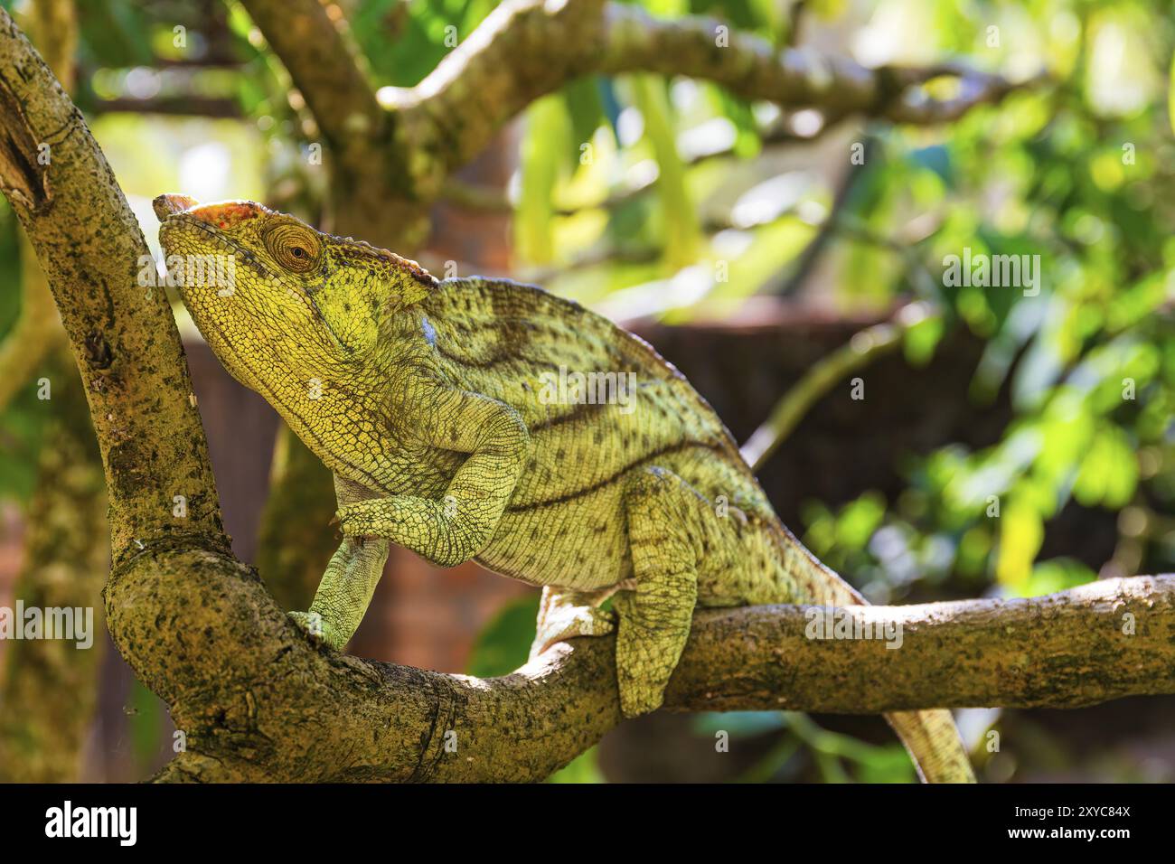 Caméléon coloré grimpant sur une branche d'arbre et regardant d'un œil vers la caméra Banque D'Images