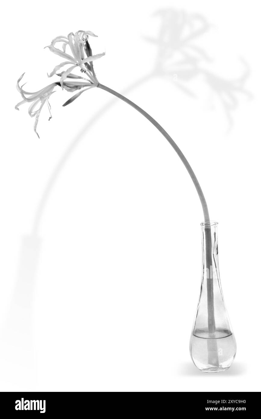 Ismene (Hymenocallis) dans un vase à l'ombre sur un fond blanc Banque D'Images
