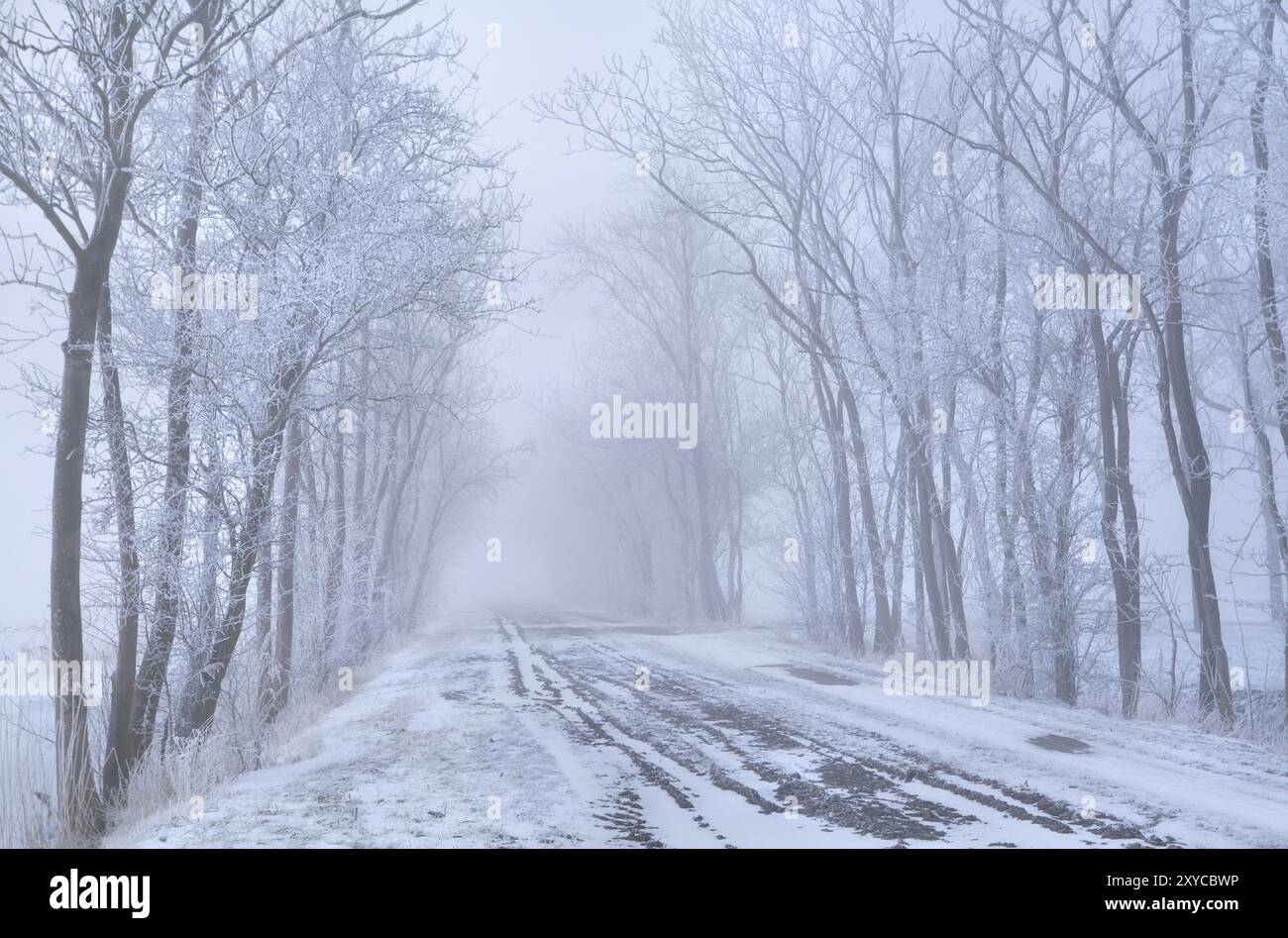 Rangées d'arbres et route de campagne dans le gel et le brouillard dense Banque D'Images