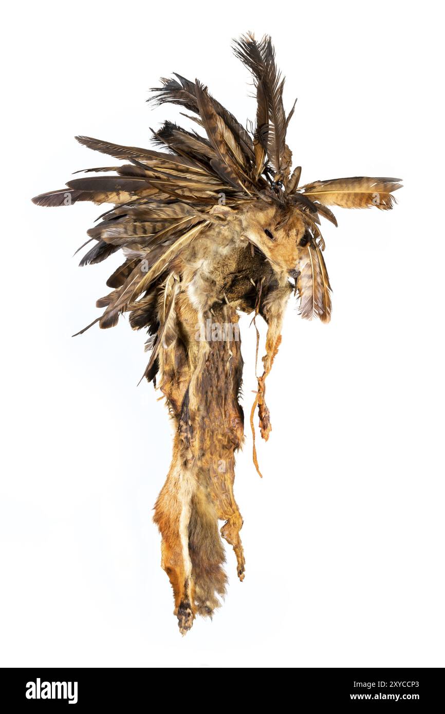 Réplique d'une vieille casquette en plumes faite de fourrure de renard et de plumes de bourdonnement des Indiens d'Amérique du Nord lakota sioux Banque D'Images