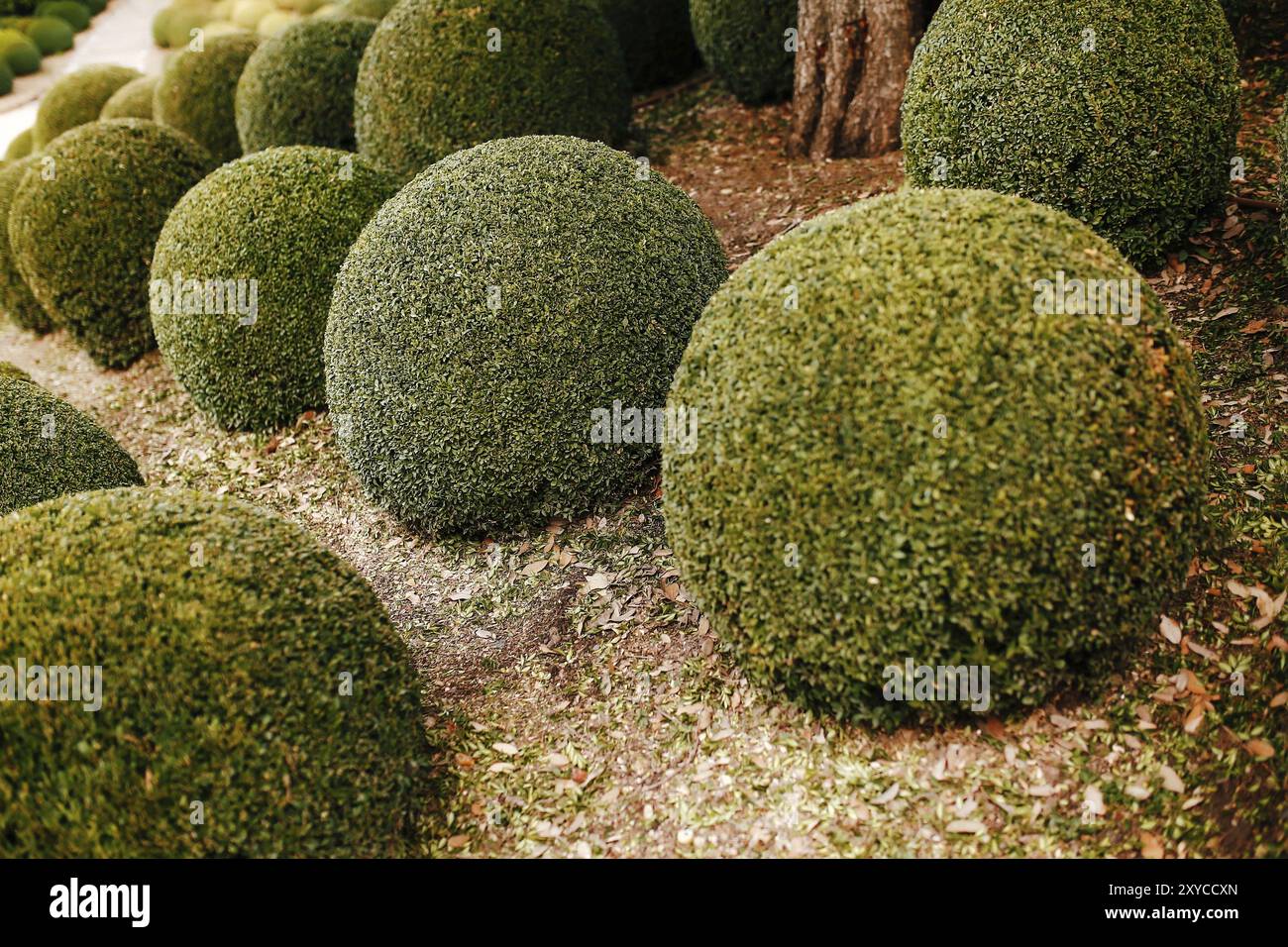 Jardin paysager avec boules de buis proche en France. Sphères vertes. Banque D'Images