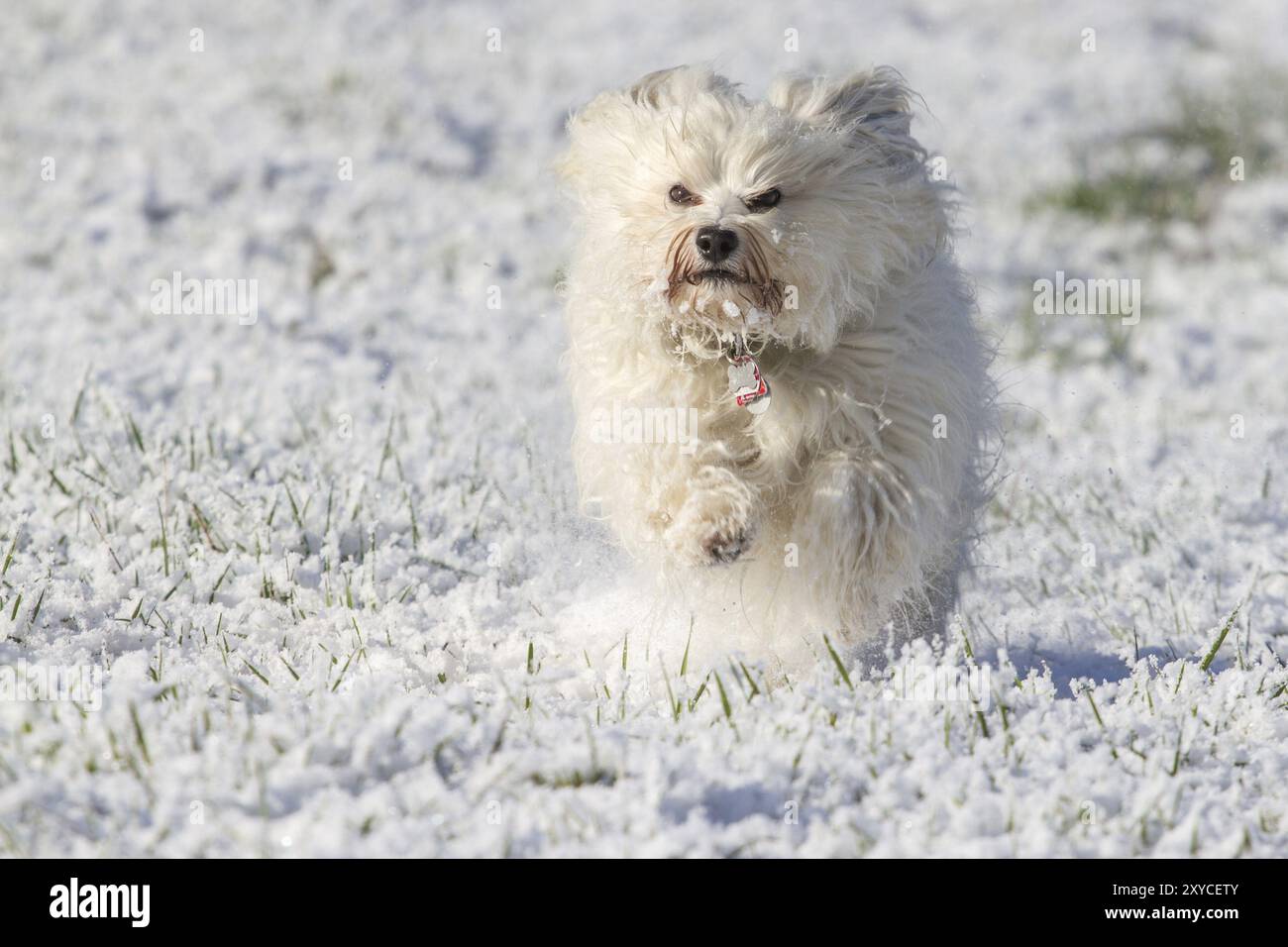 Le jeune Havanais blanc court dans la neige avec un visage très sérieux Banque D'Images