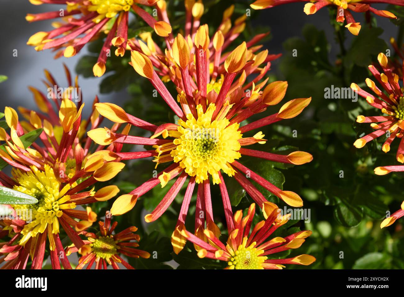 Cuillère de chrysanthème (Chrysanthemum sp.) Est une plante ornementale originaire de Chine. Banque D'Images