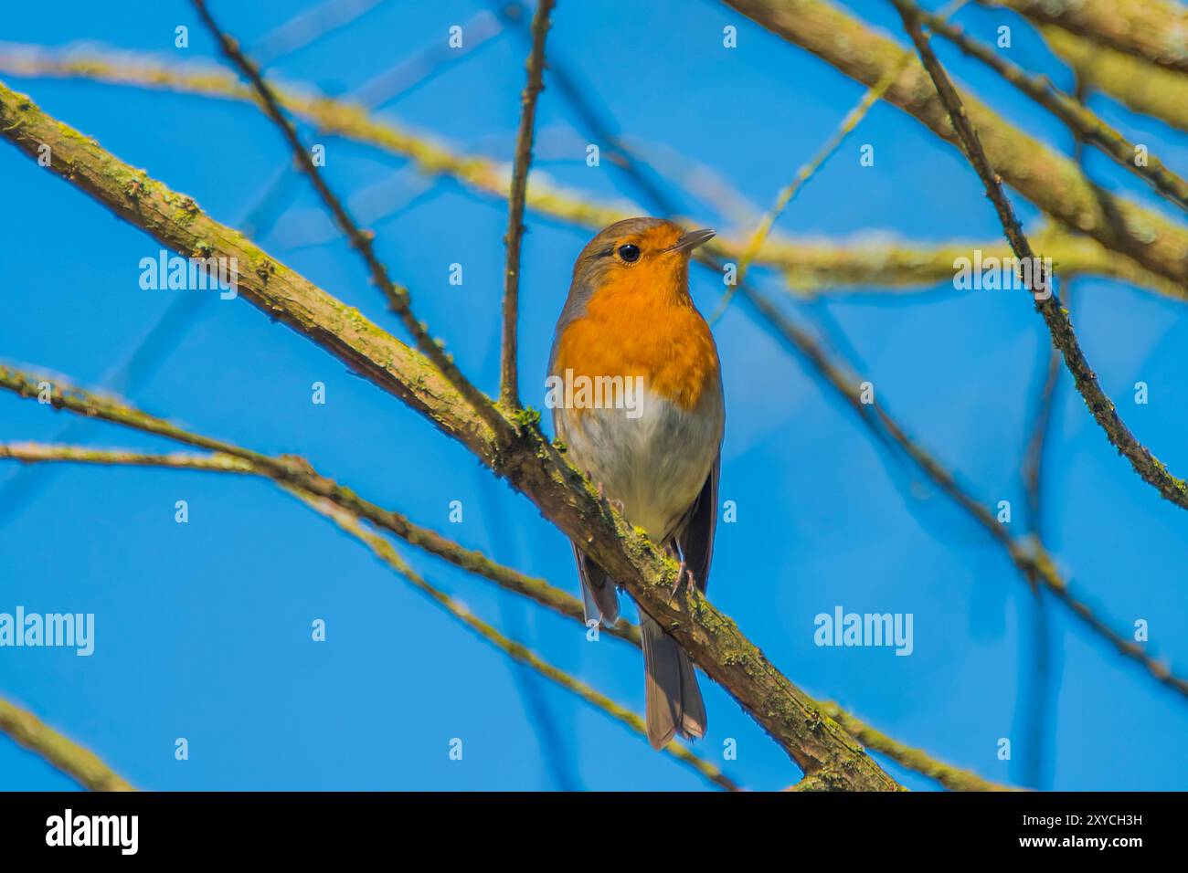 robin européen (Erithacus rubecula) assis sur une branche avec un ciel bleu en arrière-plan au printemps Banque D'Images