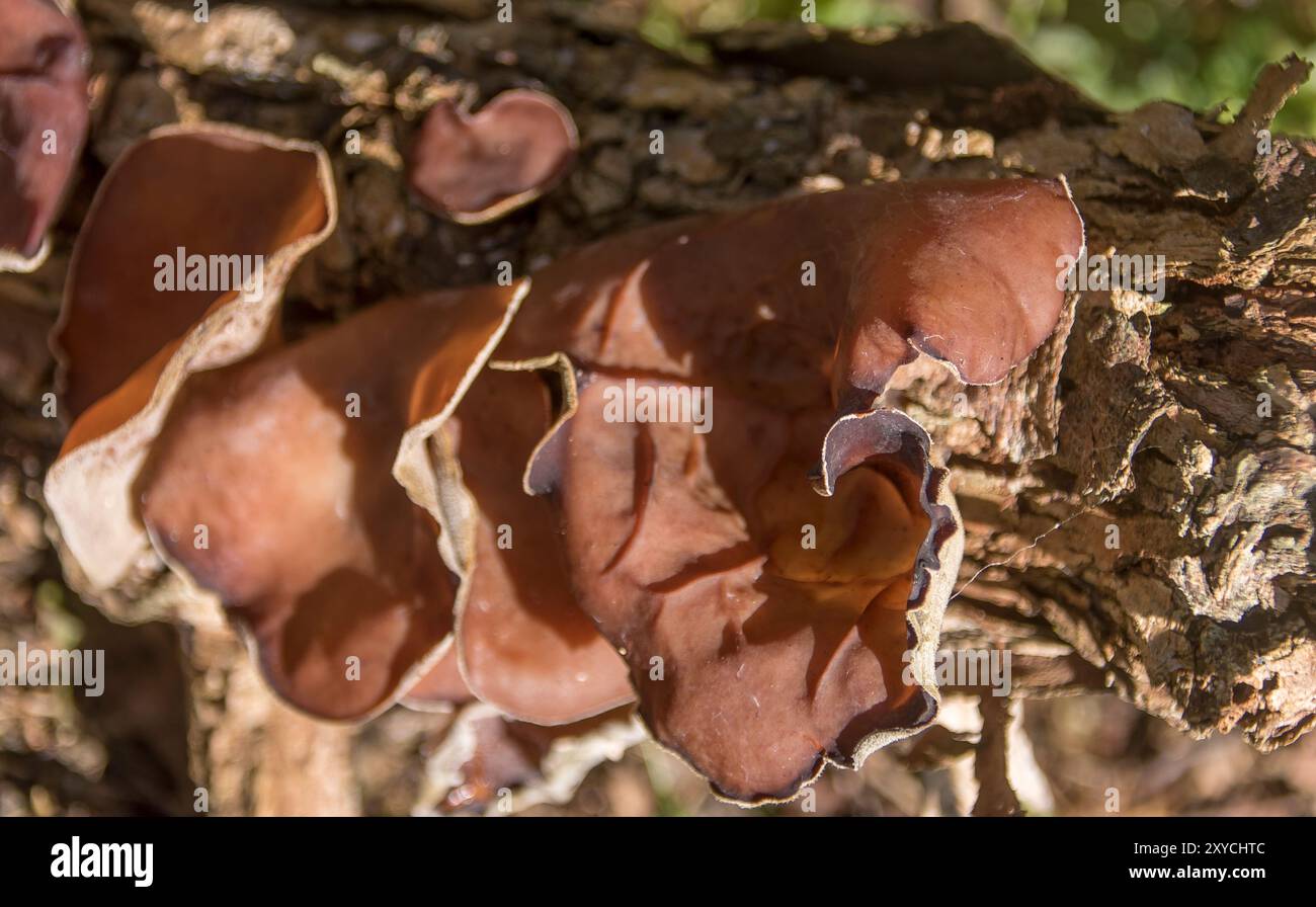Champignon de l'oreille nuageuse, Auricularia cornea, poussant sur du bois mort dans un jardin dans le Queensland, Australie à la fin de l'hiver. Formes brunes et grises ondulées irrégulières. Banque D'Images