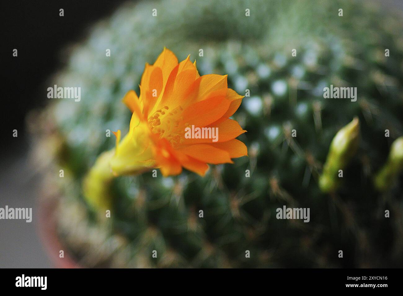 Fleur d'un cactus, fleur jaune sur une boule de cactus Banque D'Images
