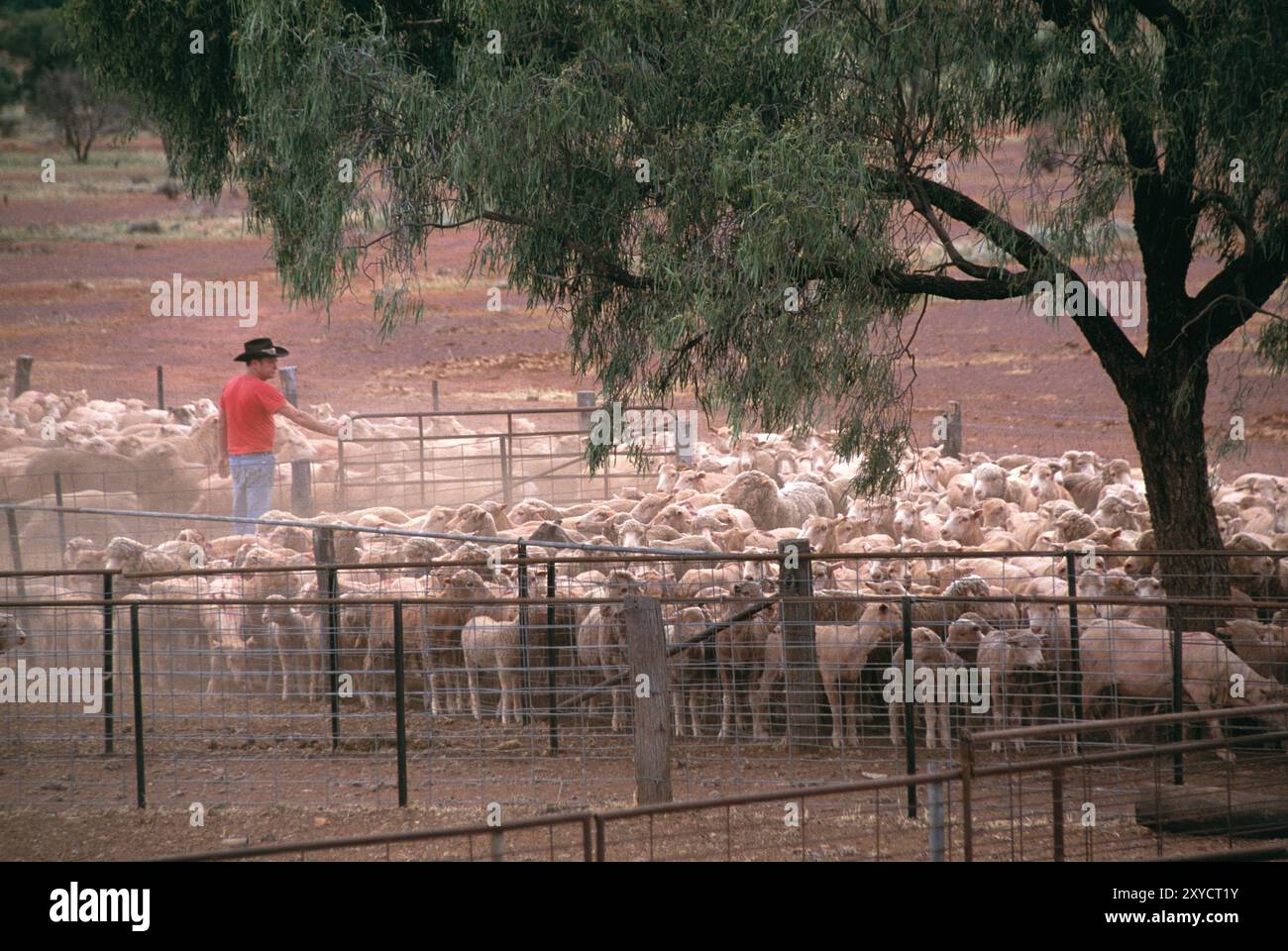 Australie. Nouvelle-Galles du Sud. Agriculture. Agriculteur avec des moutons dans le stylo. Banque D'Images