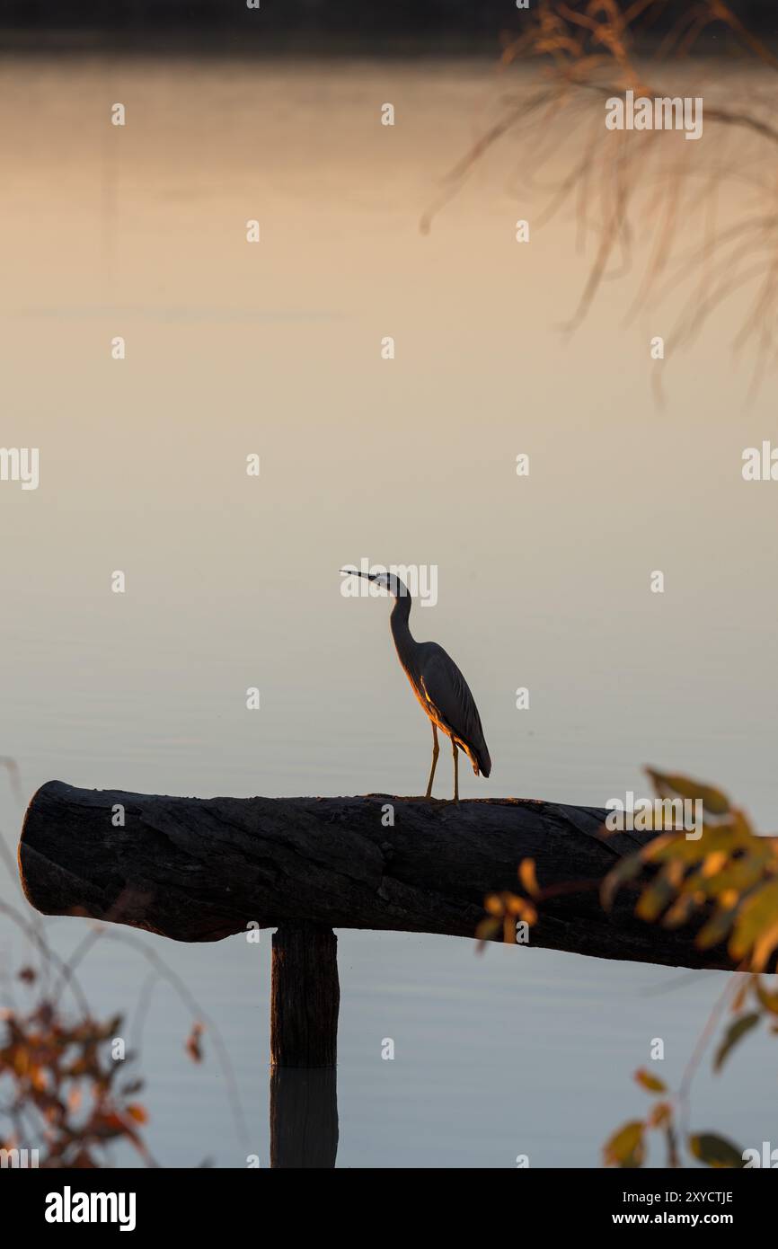 Un seul héron à face blanche et silhouette est perché sur une bûche encadrée par la végétation locale et les eaux parfaitement calmes du lac Dunn en Australie. Banque D'Images