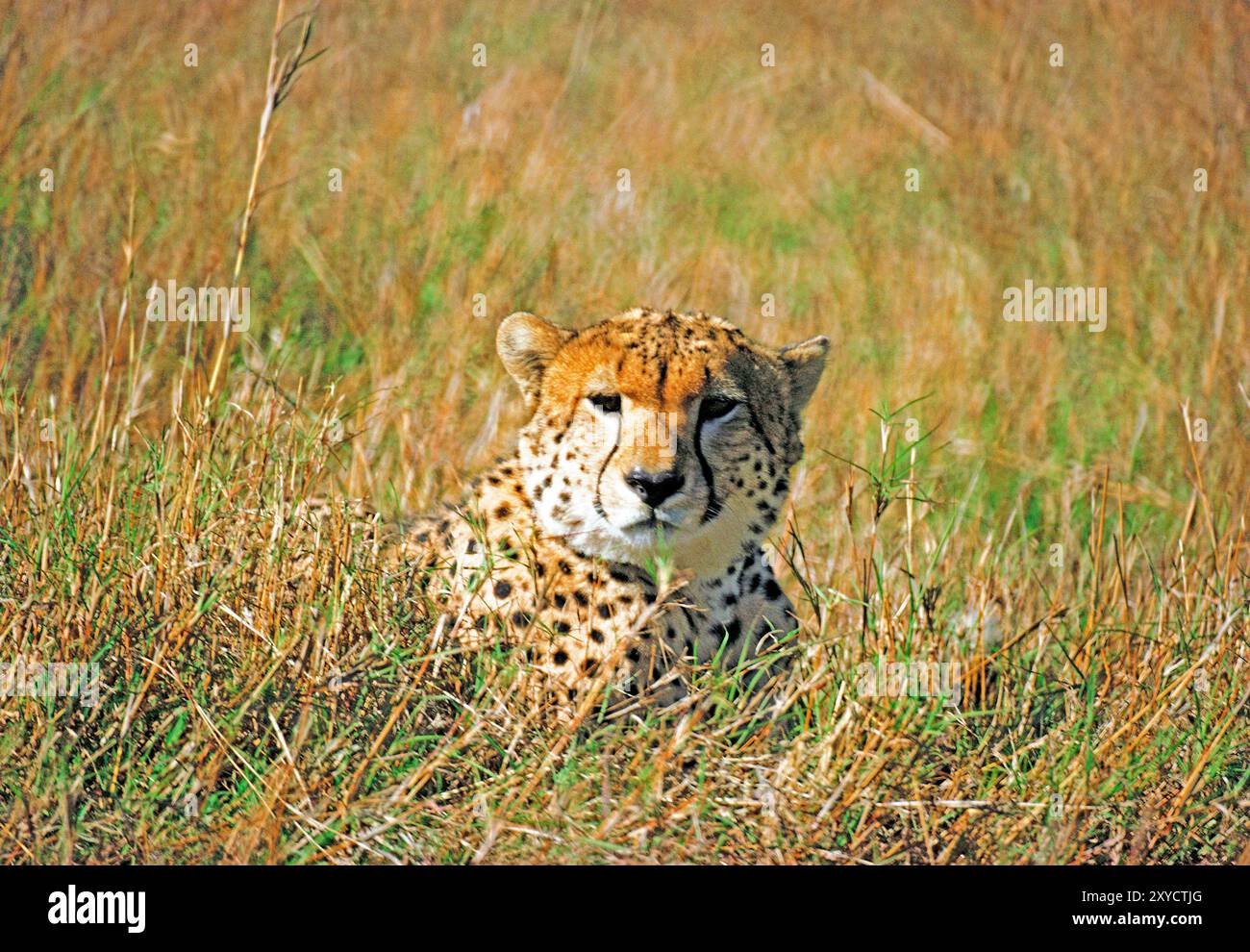 Kenya. Guépard dans la nature. Banque D'Images