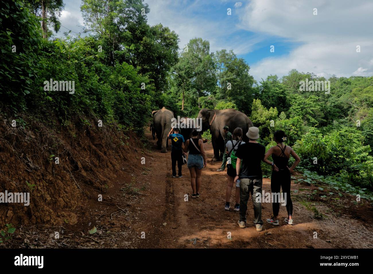 Tourisme éléphant au Centre de conservation des éléphants, Xayaboury (Saiyaboury), Laos Banque D'Images