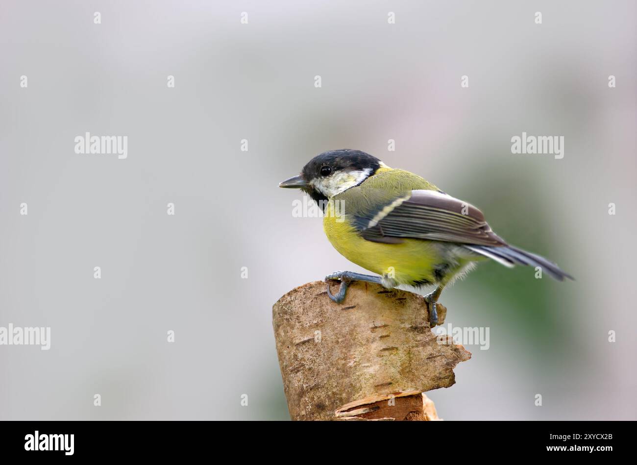 Oiseau, forêt et plein air sur arbre dans l'habitat, détente et écosystème de la nature pour l'animal dans la jungle. Voyage, bois et ailes calmes en pleine nature, durable Banque D'Images