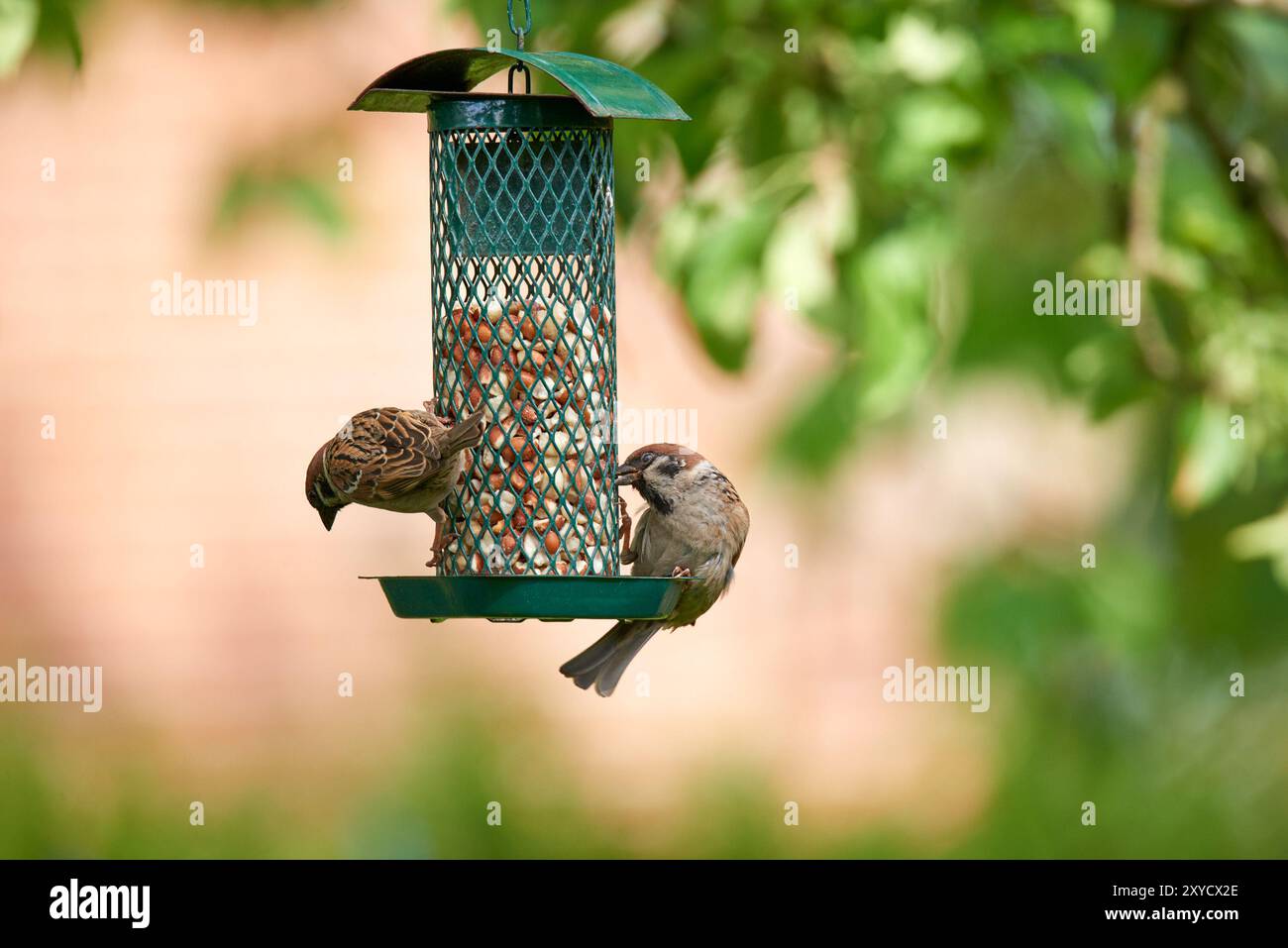 À l'extérieur, les arbres et le moineau dans le mangeoire d'oiseaux avec du maïs pour manger pour la croissance et les soins. Préservation, conservation et durabilité avec de la nourriture ou Banque D'Images