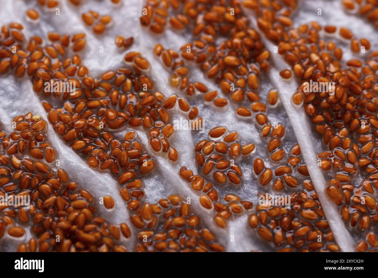 Graines germées de la salade de cresson sur base humide, gros plan, macro Banque D'Images