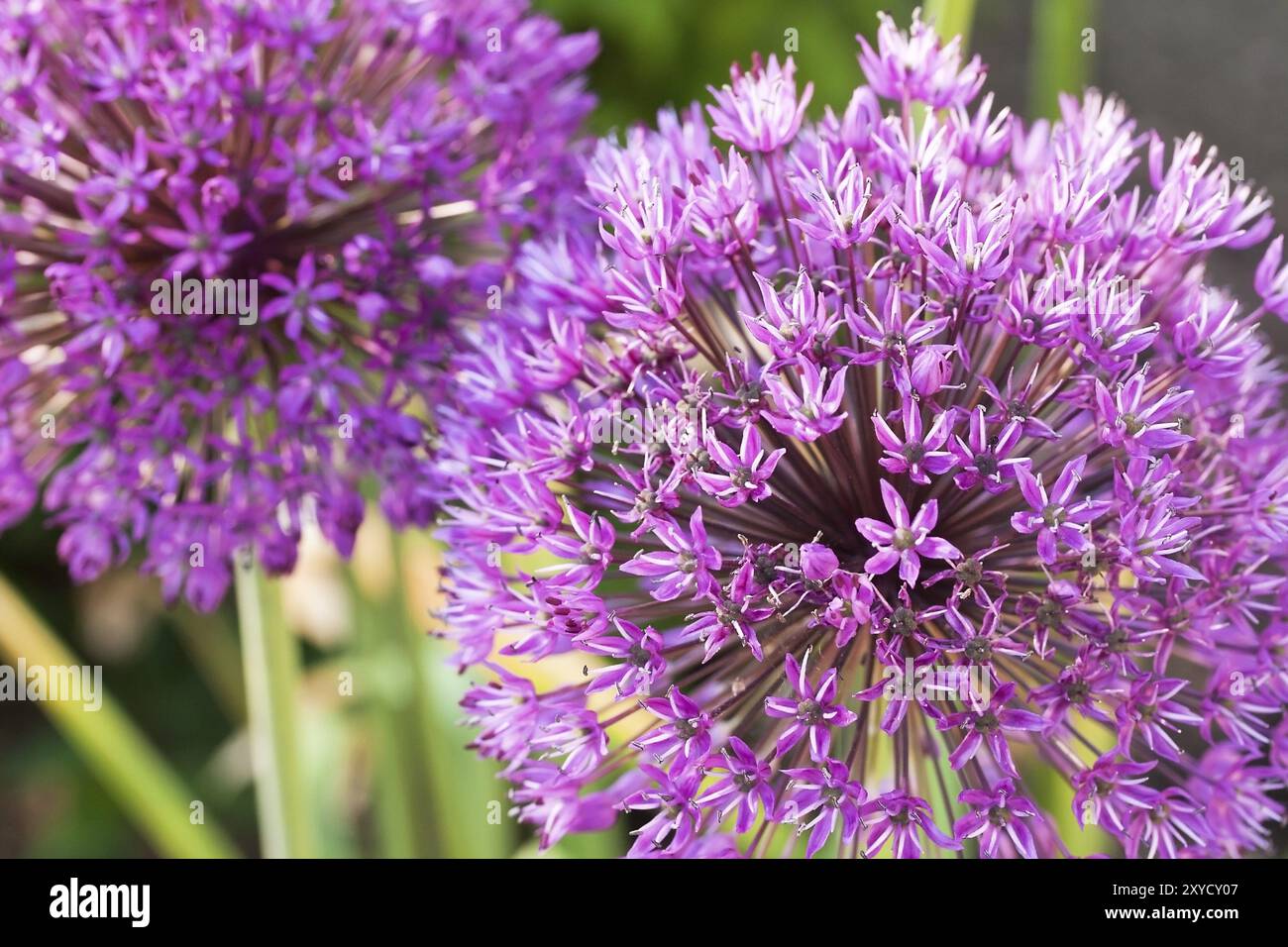 Rampe d'éblouissement, ouverture ouverte, macro Banque D'Images