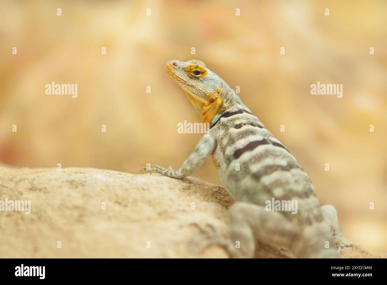 Iguane roche bleue (Petrosaurus thalassinus) Banque D'Images