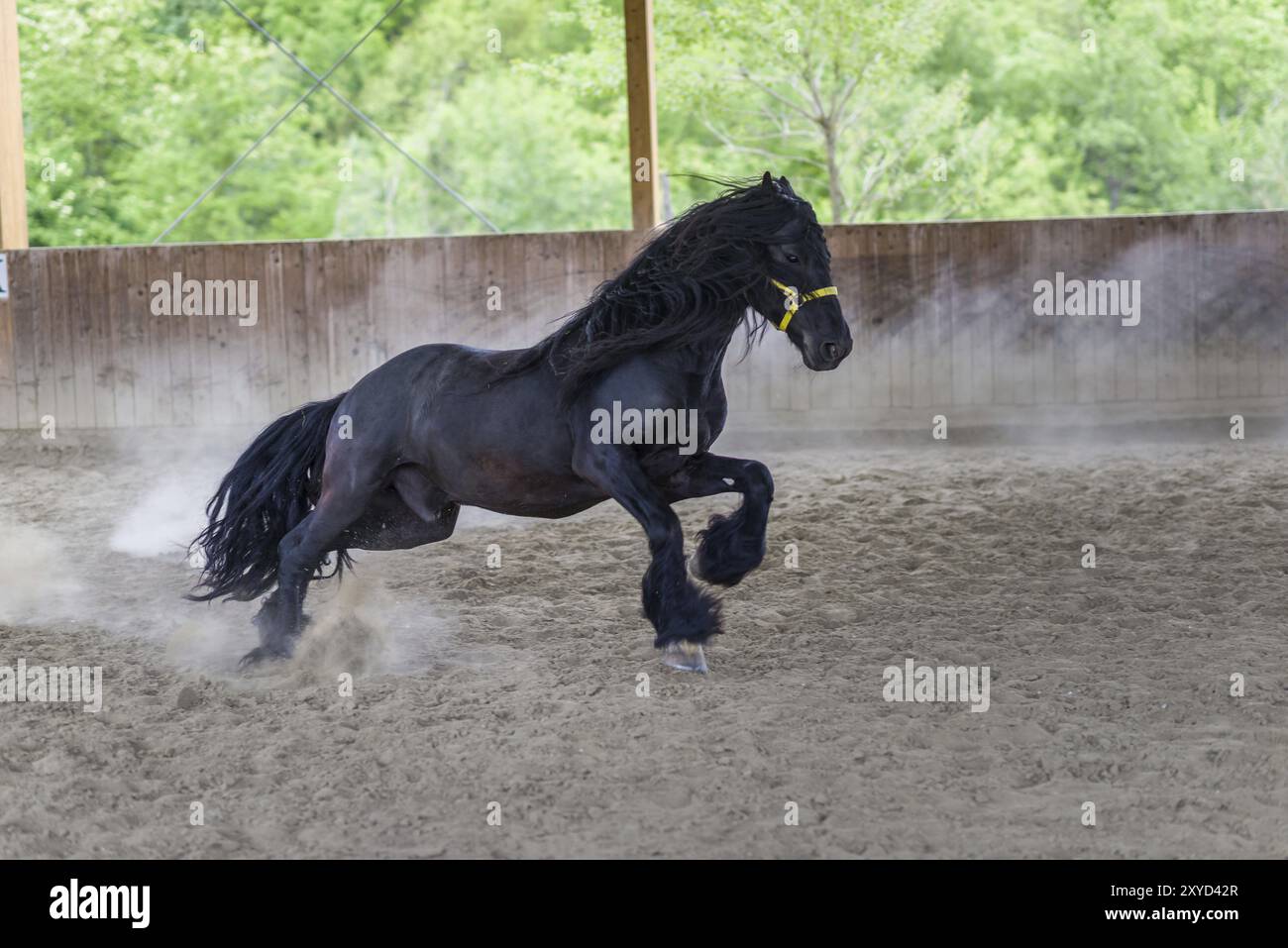 Black Stallion de cheval frison gallopping Banque D'Images