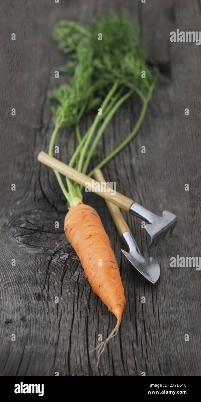 Carotte avec des outils de jardin sur le fond en bois Banque D'Images