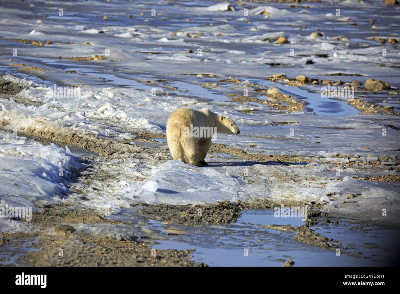 Ours polaire dans la toundra près de Churchill au Canada Banque D'Images