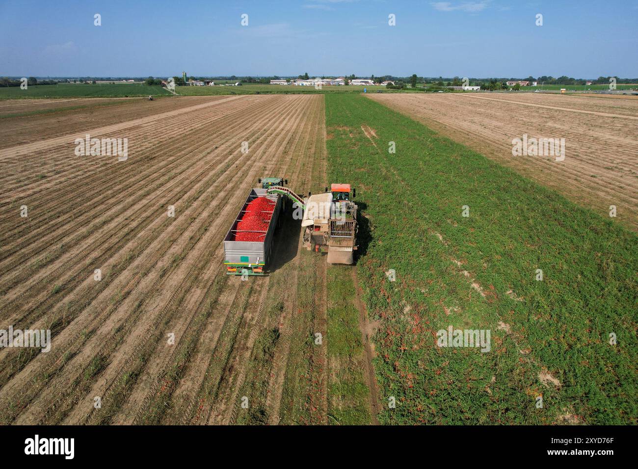 Vue aérienne d'une récolteuse de tomates déchargeant des tomates fraîchement cueillies dans une remorque de camion. Alseno, Piacenza, Emilia, Italie Banque D'Images