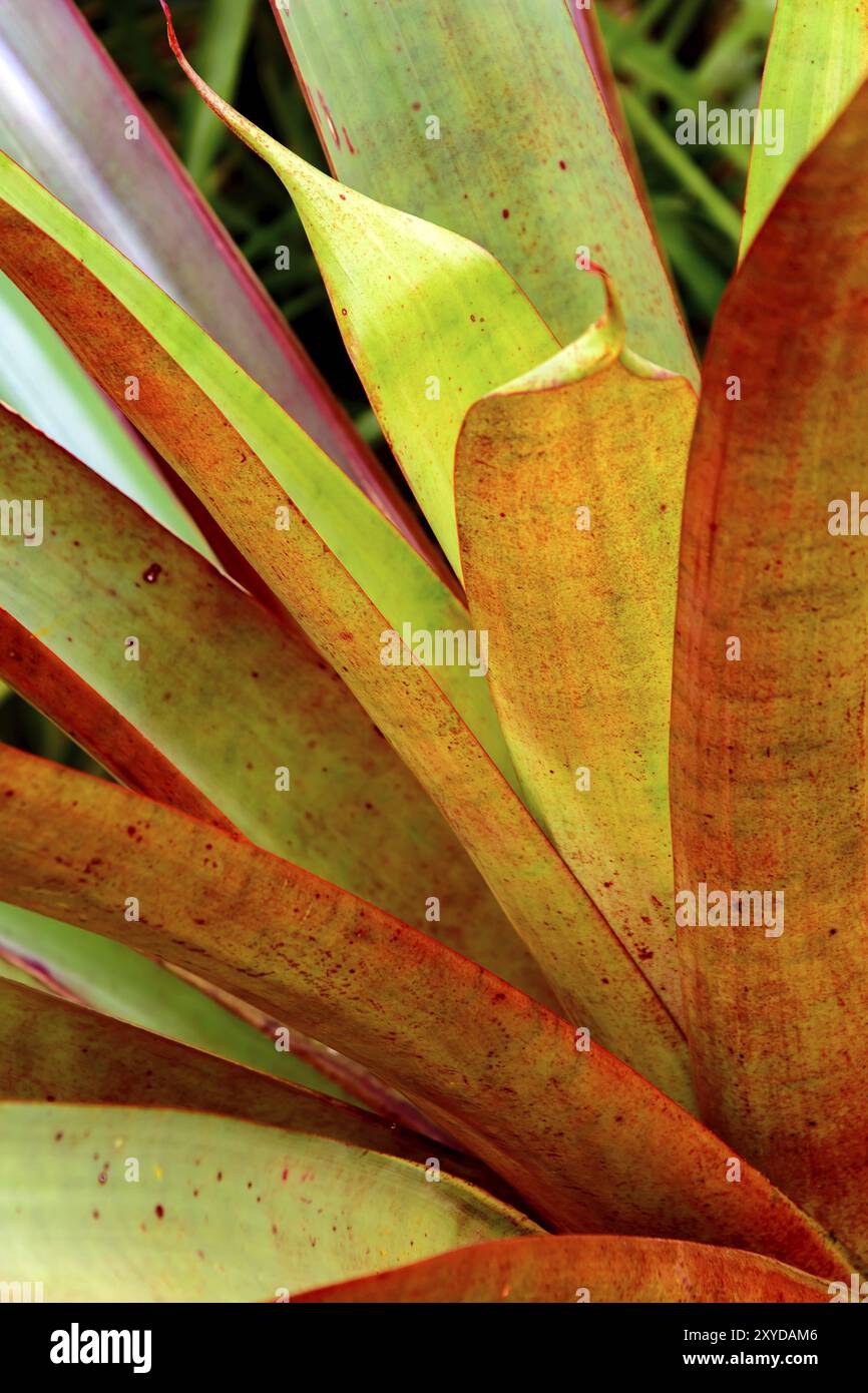 Détail de broméliacées vert avec ses feuilles et les textures Banque D'Images