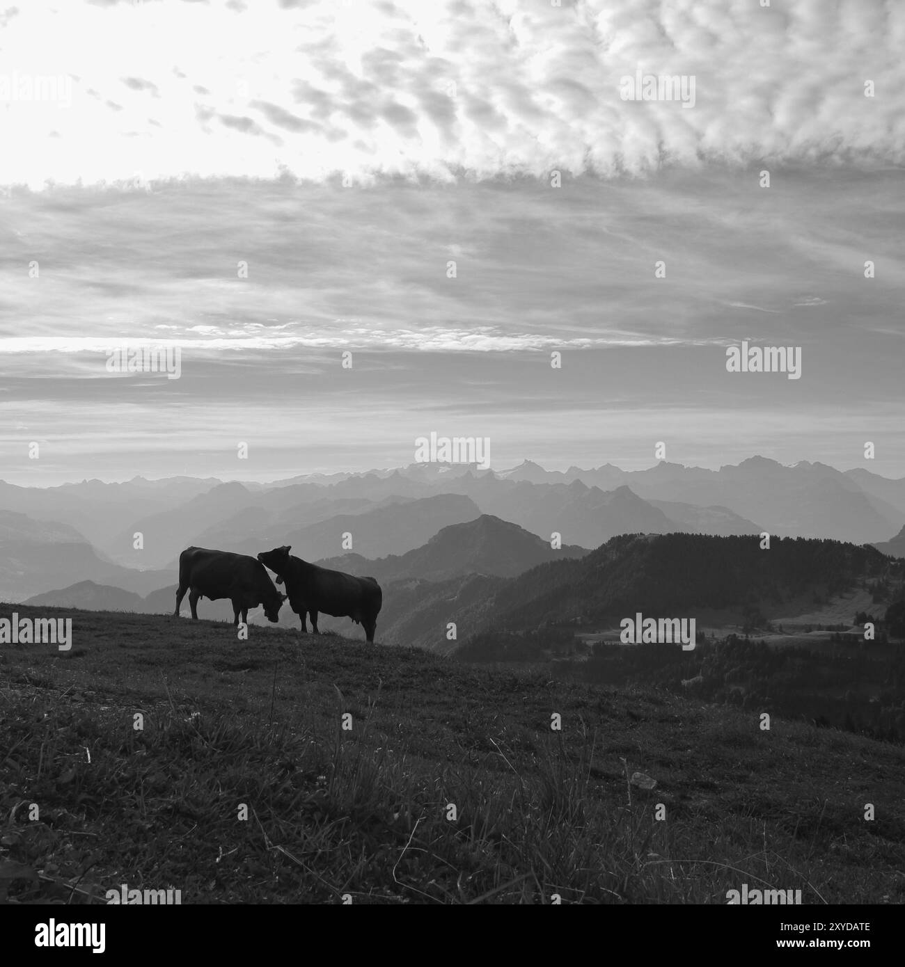 Matin d'été dans les Alpes suisses. Deux vaches au sommet du mont Rigi et des chaînes de montagnes Banque D'Images