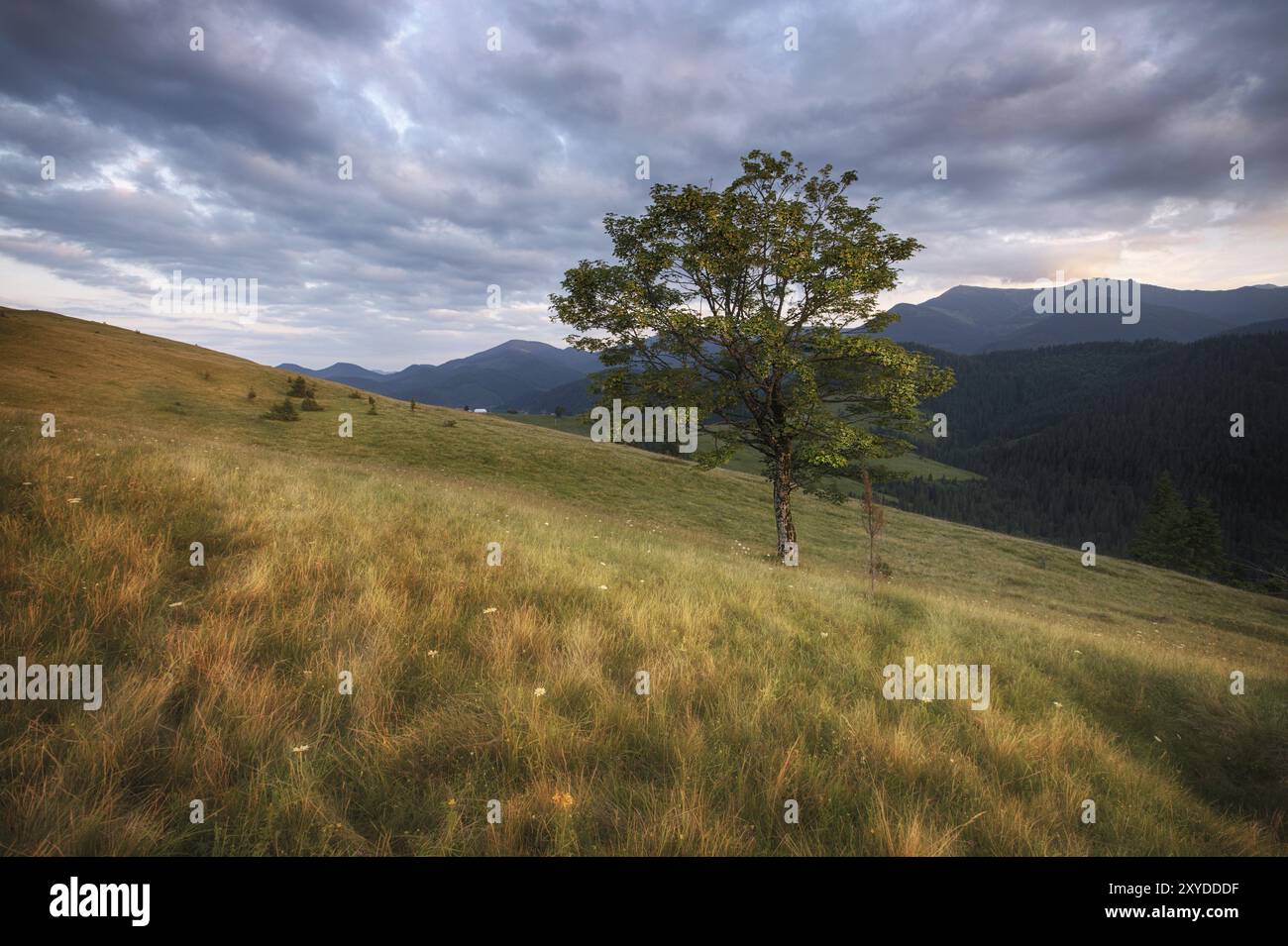 Paysage rural des montagnes des Carpates. Montagnes des Carpates, Ukraine, Europe Banque D'Images