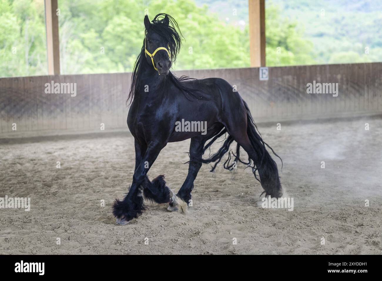 Black Stallion de cheval frison gallopping Banque D'Images