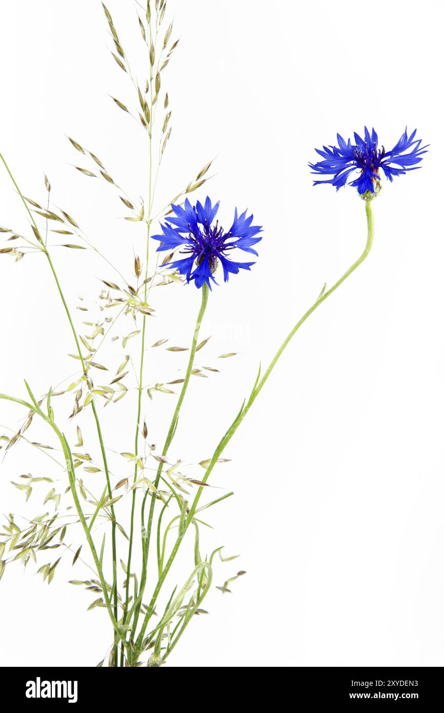 Bleuet en fleurs (Centaurea cyanus), isolé Banque D'Images