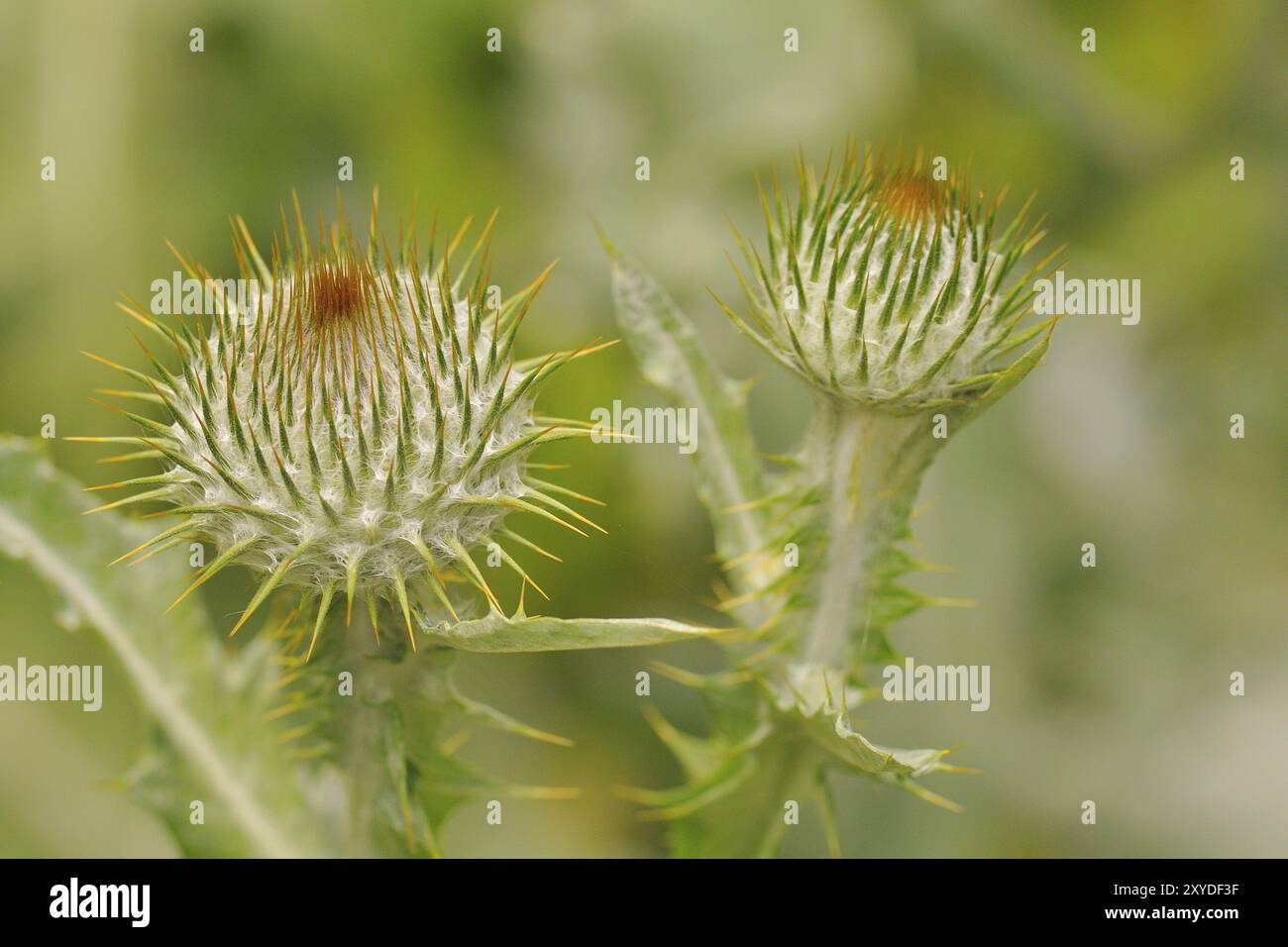 Fleur de chardon, gros plan, chardon de coton, chardon, Cirsium eriophorum, Onopordum acanthium, chardon de coton, chardon de coton Banque D'Images