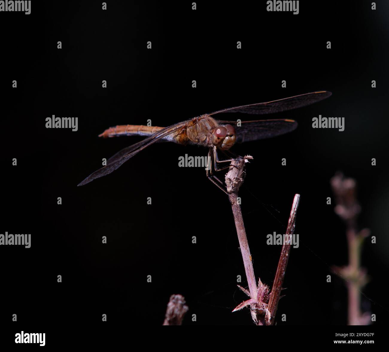 Dragonfly, ou 'darter' (UK) ou 'meadowhawk' (US) famille 'Sympetrum', peut-être Sympetrum depressiusculum Ferbitzer Bruch, Döberitzer Heide 2024. Banque D'Images