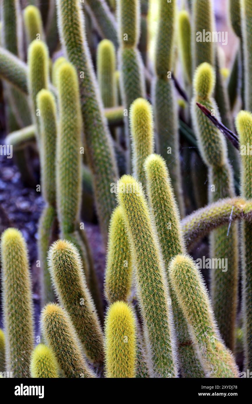 Détail de cactus avec ses épines, couleurs et textures Banque D'Images