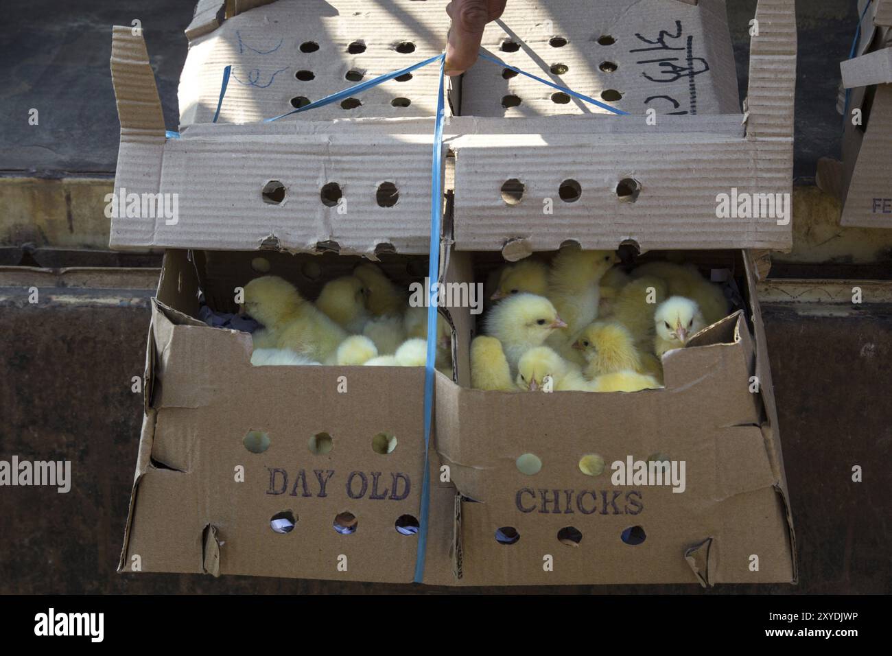 Une boîte en papier pleine de poulet de bébé d'un jour Banque D'Images