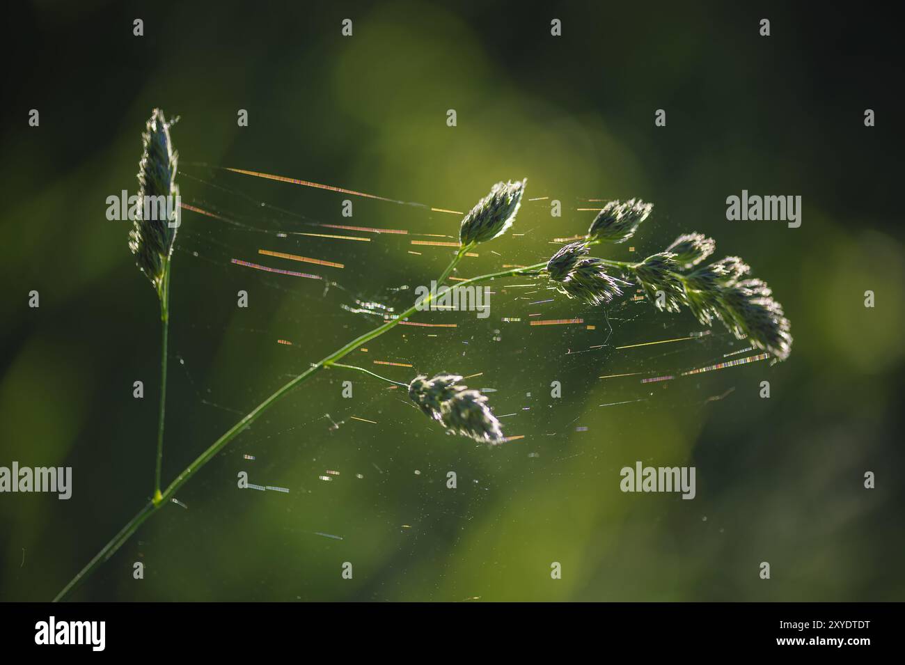 Herbes avec toiles d'araignée contre la lumière Banque D'Images