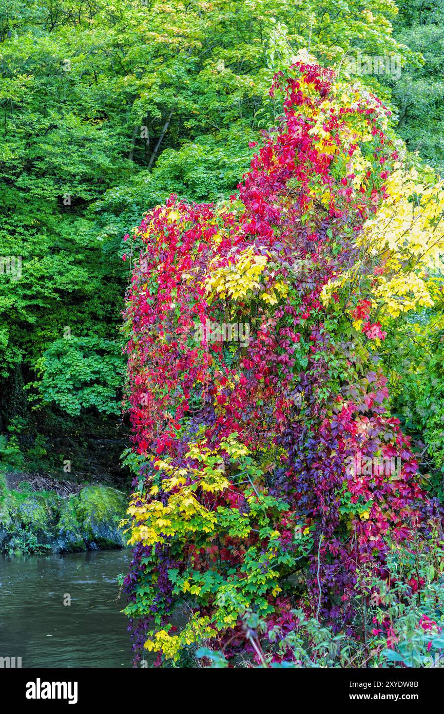 Arbre coloré sur les rives de l'Ahr en automne Banque D'Images