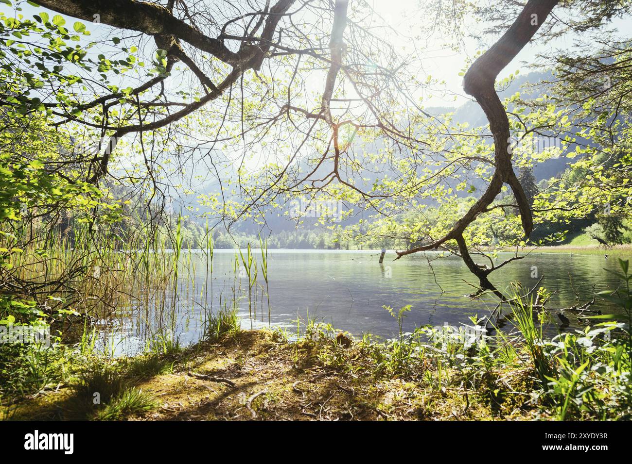 Lac tranquille au coucher du soleil avec roseau, Thumsee, Allemagne, Europe Banque D'Images