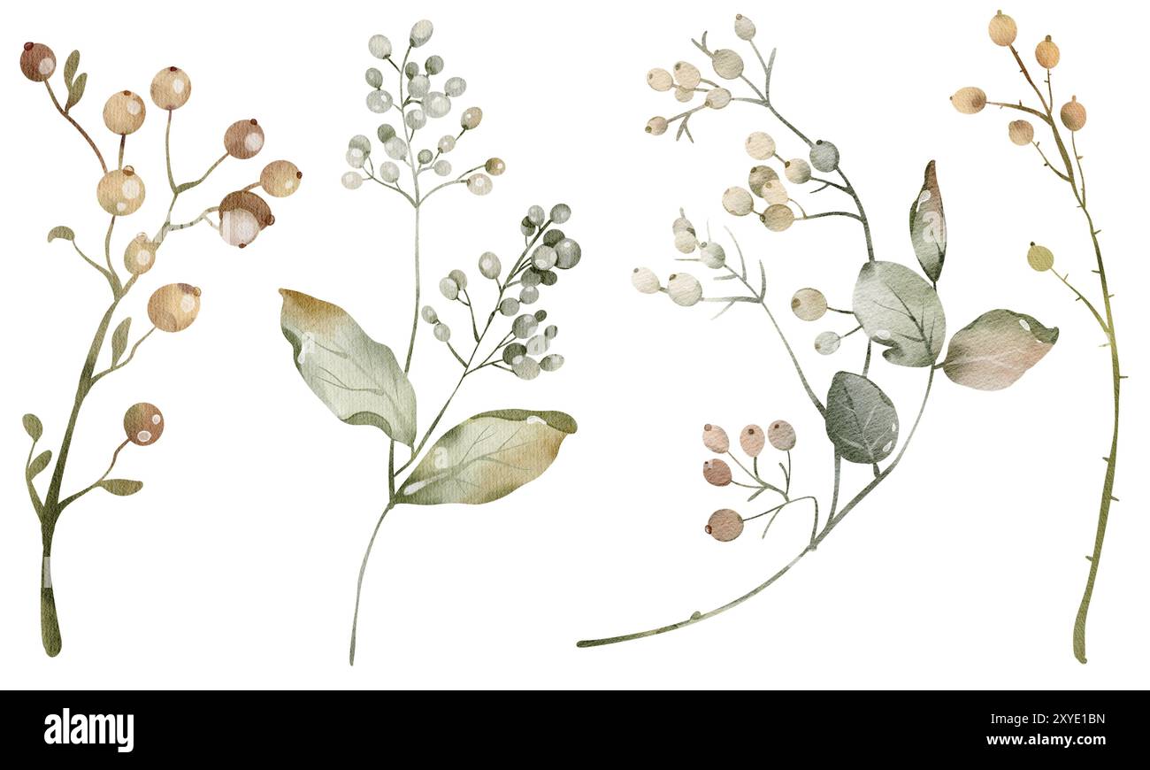 Aquarelle baies herbier viburnum non mûr sur une tige isolée illustration Banque D'Images