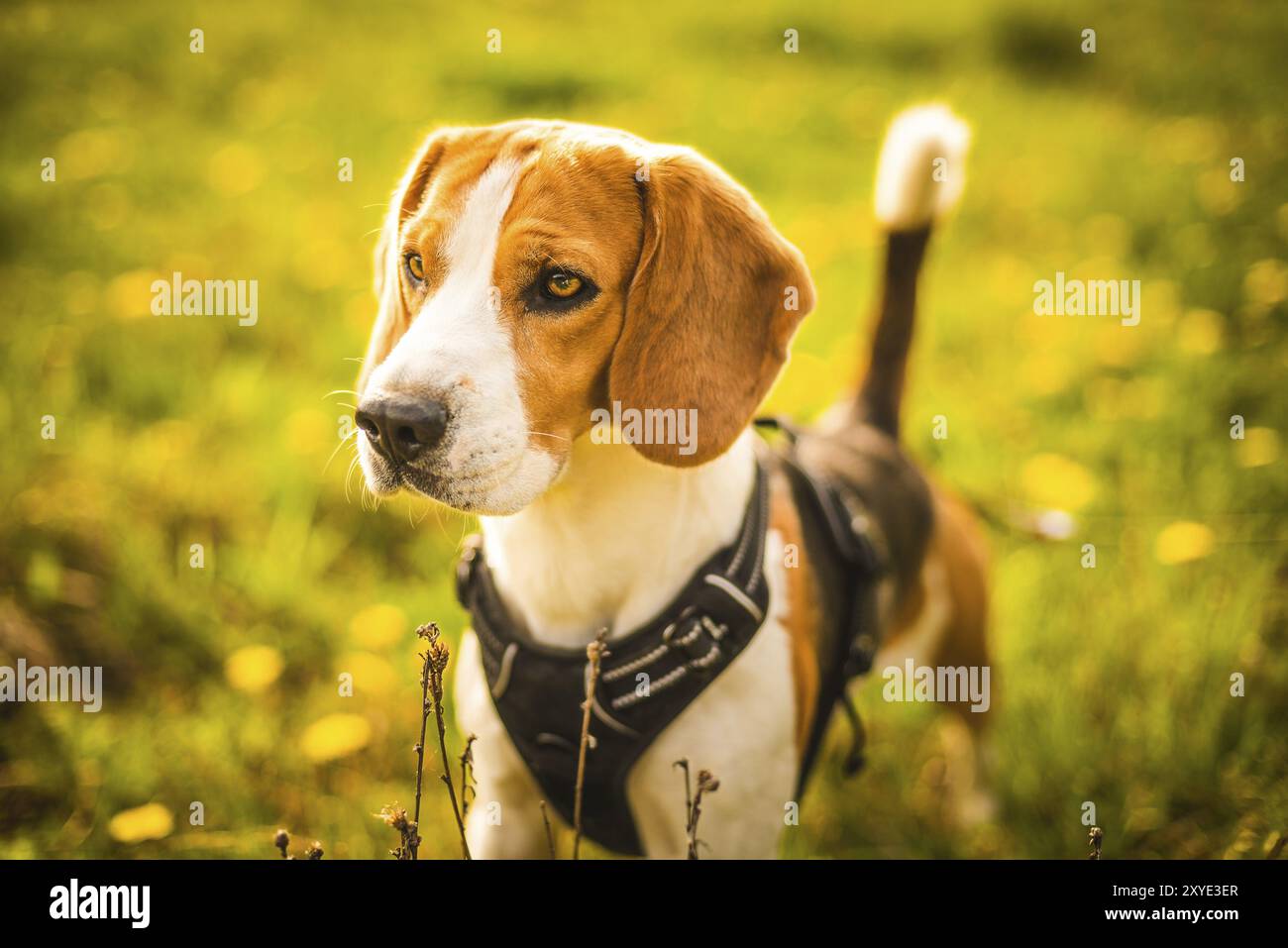 Portrait de chien dans le harnais sur la prairie. Beagle debout dans l'herbe, regardant concentré sur quelque chose dans la distance Banque D'Images