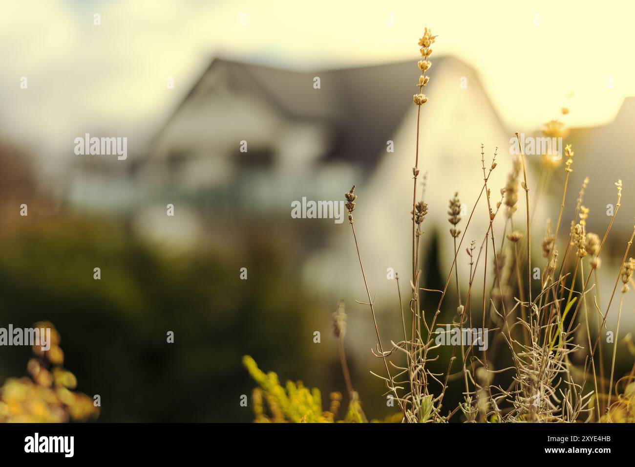 Lavande, séchée, plantes de balcon, jour d'hiver, doux, ensoleillé Banque D'Images