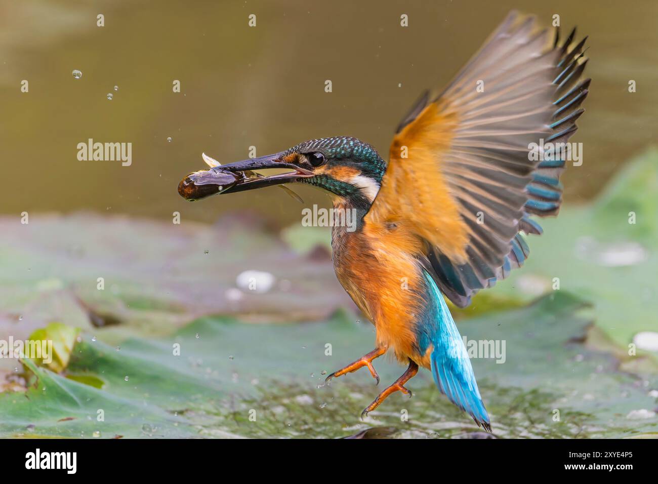 Kingfisher attrape un poisson et s'envole Banque D'Images