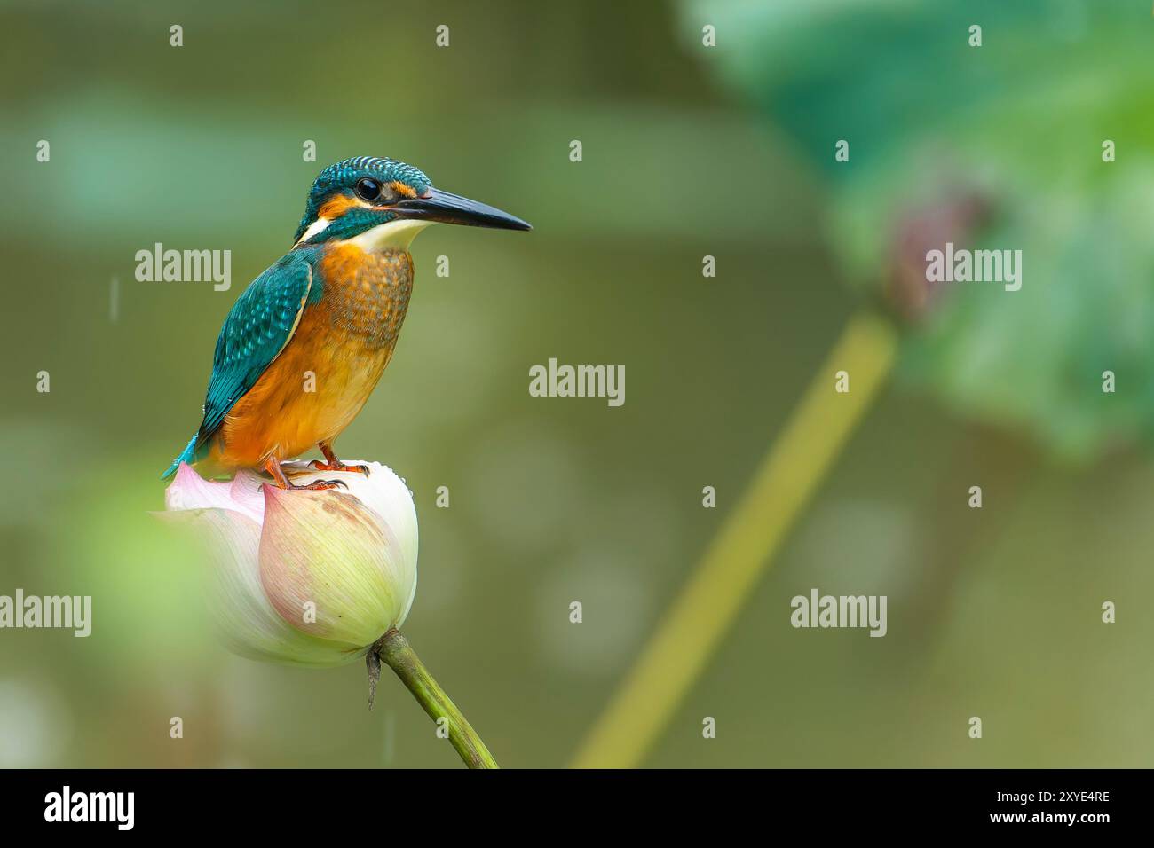 Kingfisher assis sur une fleur de lotus Banque D'Images